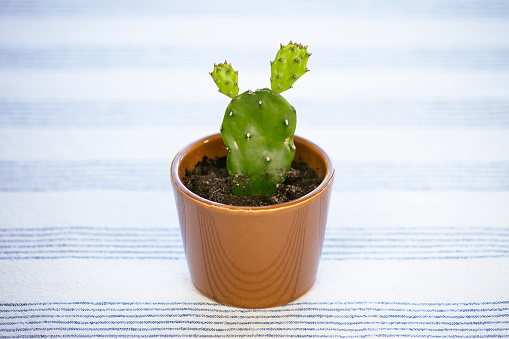 Cute mini cactus in small pot, opuntia potted succulent on a table in a pot.