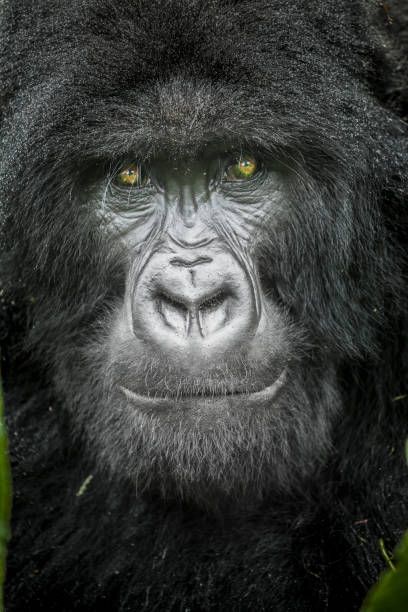 istock Gorilla in Virunga National Park 1221457055