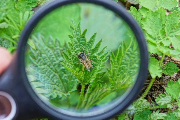 istock a black magnifier in the hand enlarges a bee 1221457162
