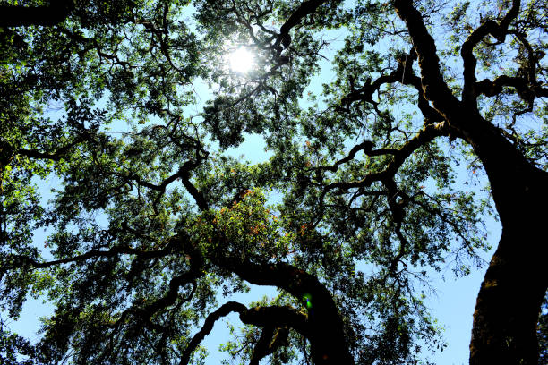 istock Vivid green Forest canopy with sunshine beaming through 1221457432
