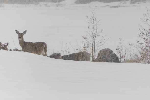 istock White tailed Deer in Winter snow looking at you 1221458117