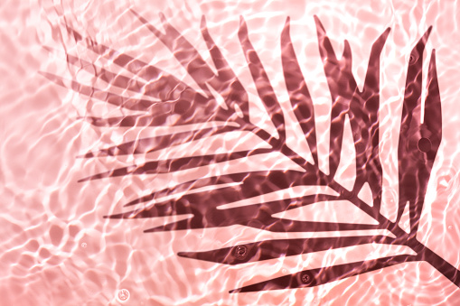 Palm leaf shadow on orange pink multi colored liquid cosmetic tonic lotion water gel with circular ripples wave effect