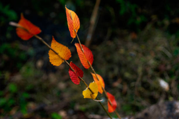 istock Bright autumn leaves on a stick 1221458300