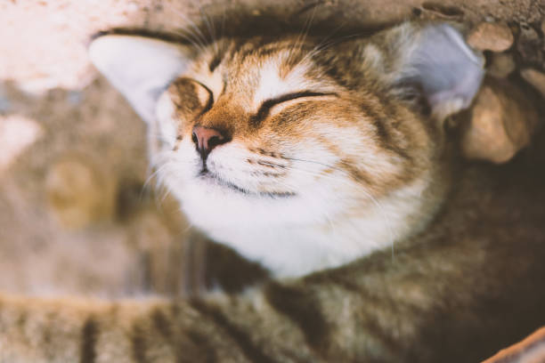 istock Face of cute looking sleeping cat 1221458313