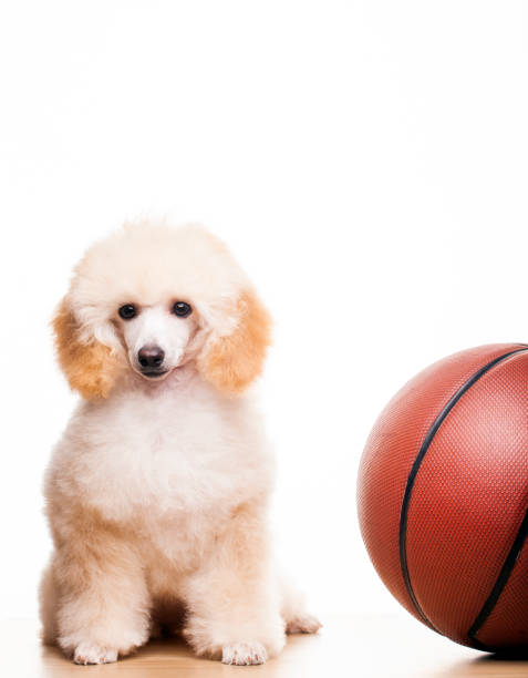 istock image of dog basketball white background 1221458671