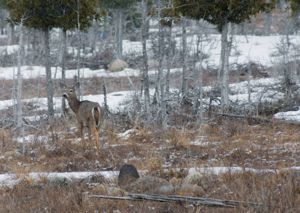 istock White tailed Deer in Winter snow looking at you 1221459089
