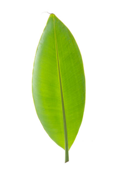 istock Texture of green leaves on a white background 1221459858