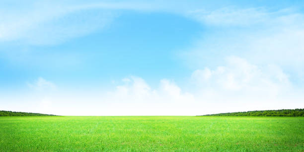 istock Green grass field and clear blue sky 1221460446