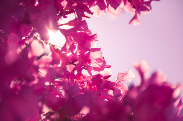 istock Blooming pink flowers against the sky. 1221460584