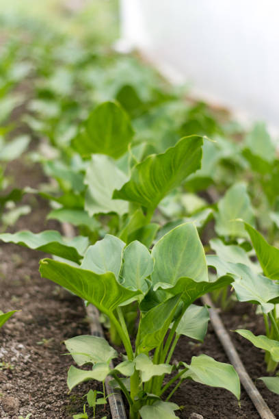 istock Calla flowers leafs in the greenhouse 1221460976