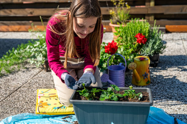 istock Young girl admiring freshly planted strawberries 1221461819