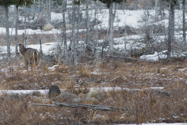 istock White tailed Deer in Winter snow looking at you 1221462010