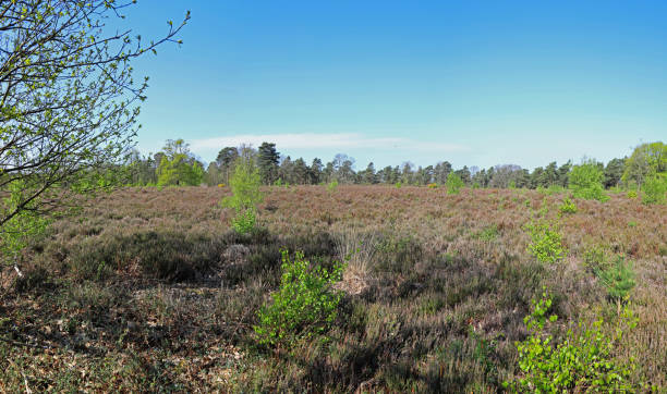 istock Heathland at Caesar's Camp, Bracknell, Berkshire, UK 1221462309