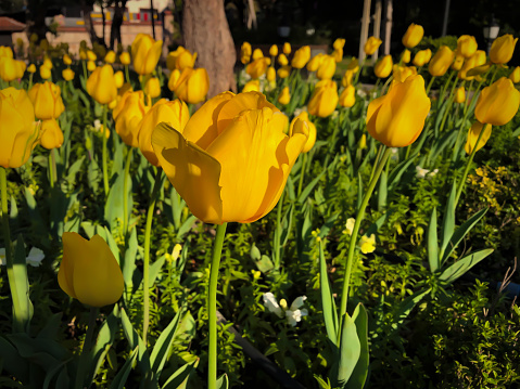 Flowerbed with plenty yellow tulips on a sunny day