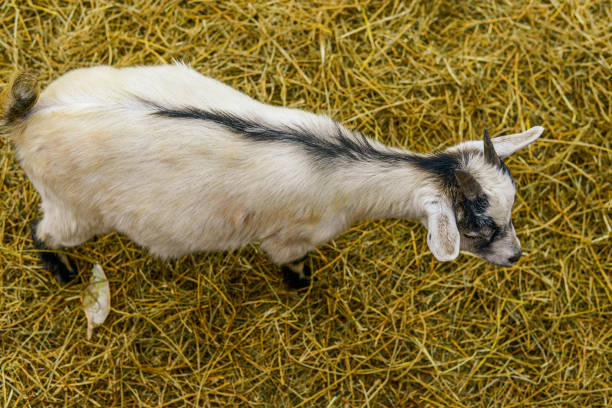 istock back of goat at petting zoo 1221462467