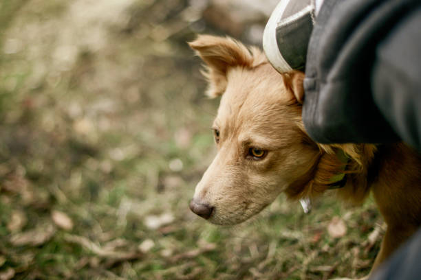 istock pair of small dog eyes staring 1221462504