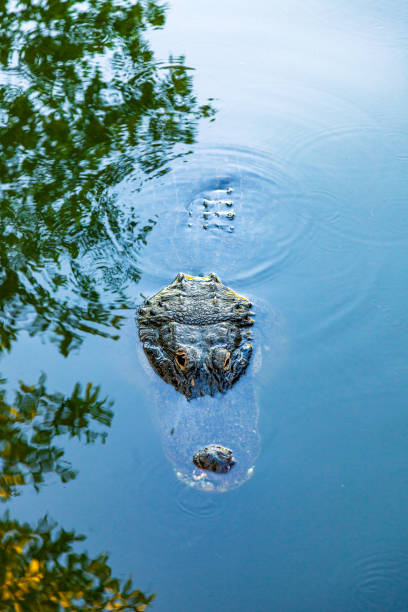 Wetland gator / alligator
