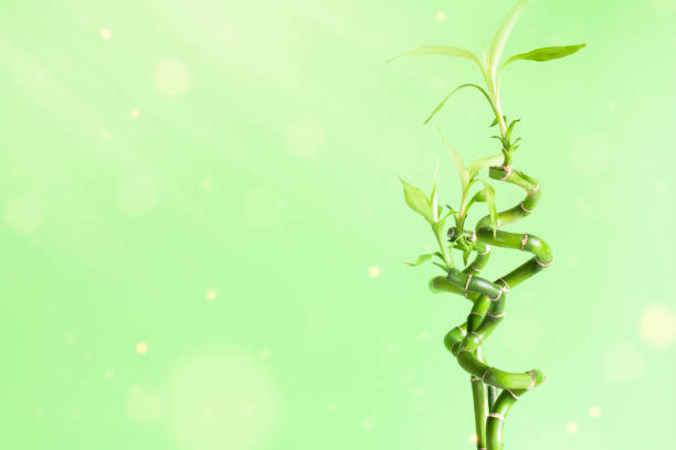 Bamboo sprout isolated on white background