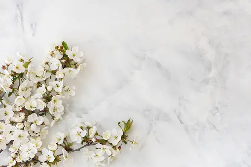 White Flowers Background Pictures | Download Free Images on Unsplash