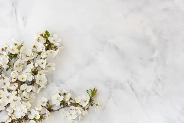 Photo of Spring cherry blossom on white marble