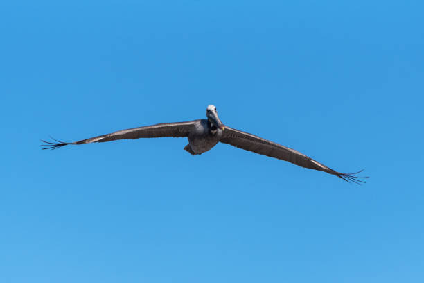 istock Magnificent marine bird soaring overhead. 1221466567