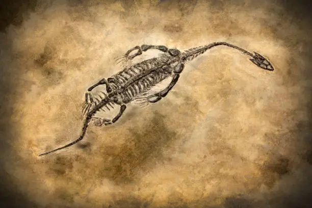 Photo of Fossil