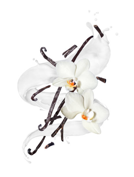 istock Dried vanilla sticks with flowers in twisted milk splashes on a white background 1221468225