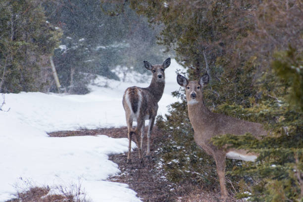 istock White tailed Deer in Winter snow looking at you 1221468827