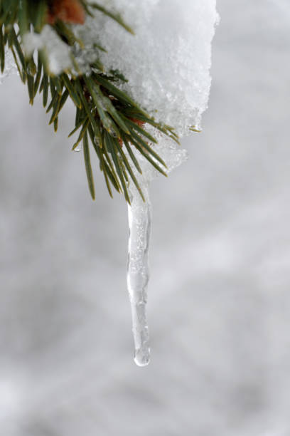istock Stalactites on a branch of larch trees covered with snow 1221468965