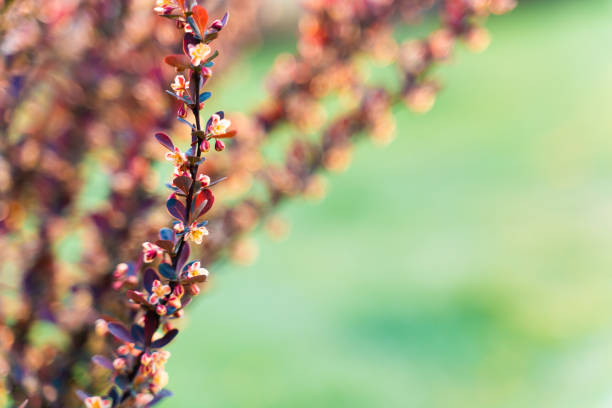 In spring, the plum blossom