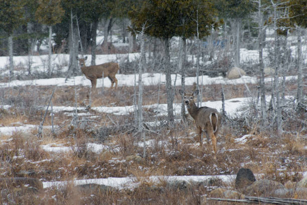 istock White tailed Deer in Winter snow looking at you 1221470052