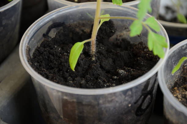 istock Thin hairs on stem of tomato sprout 1221470575