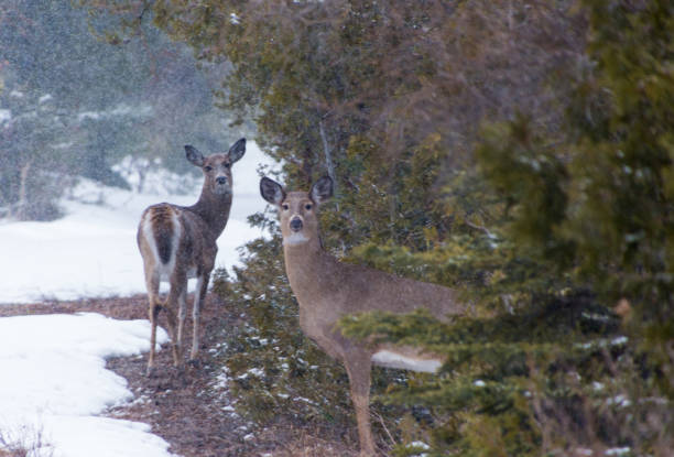 istock White tailed Deer in Winter snow looking at you 1221470604