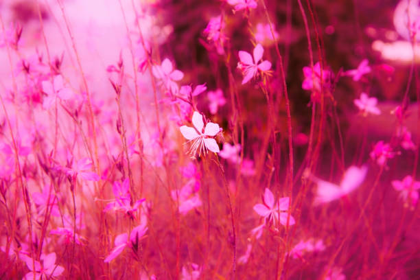 Pink-white background image consisting of tiny flowers where a single flower shines among all others.