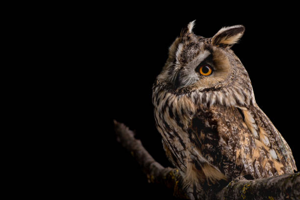 istock Eared owl sitting on a branch 1221474723