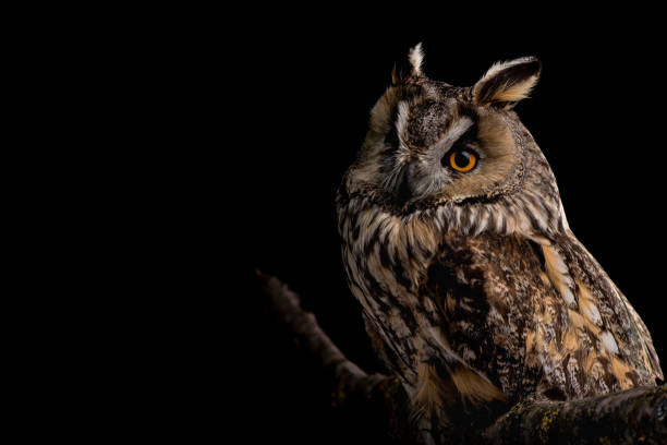istock Eared owl sitting on a branch 1221474738