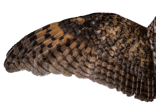 spread owl's wing on a white background, texture of feathers of a bird of prey