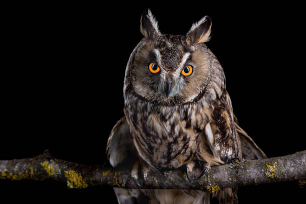 istock Eared owl sitting on a branch 1221475124