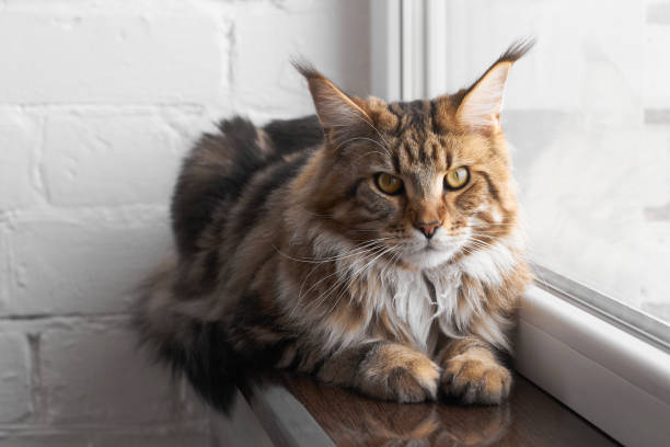 istock Maine Coon cat sits on windowsill against white brick wall, selective focus 1221475269