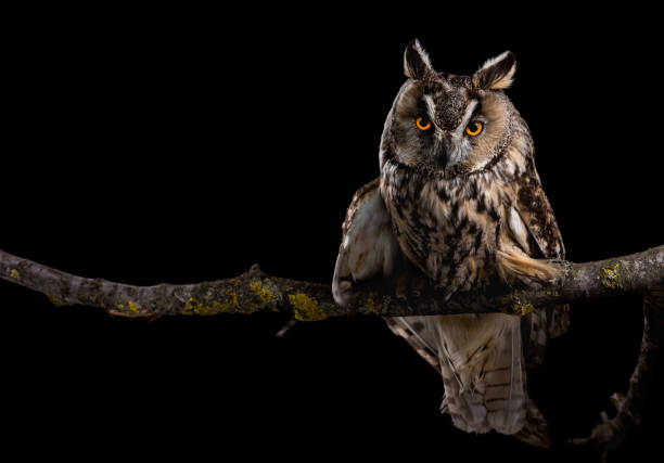 istock Eared owl sitting on a branch 1221475301