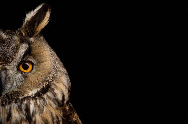 istock Eared owl sitting on a branch 1221475348