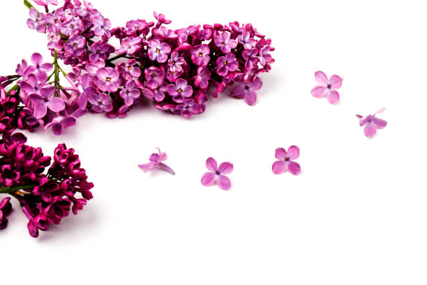 istock Beautiful blossoming lilac on white background. Space for text 1221476007