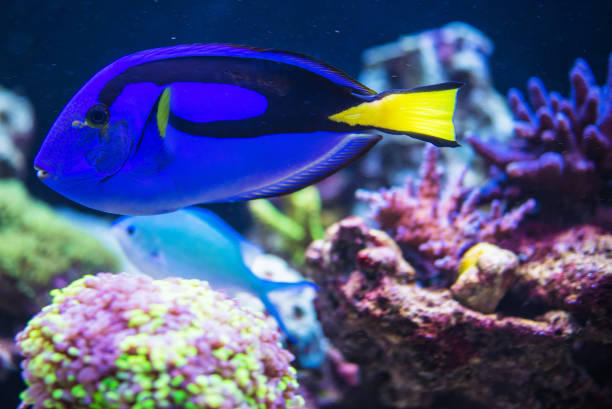 istock Blue Tang Fish Swimming In Its Natural Environment 1221476299
