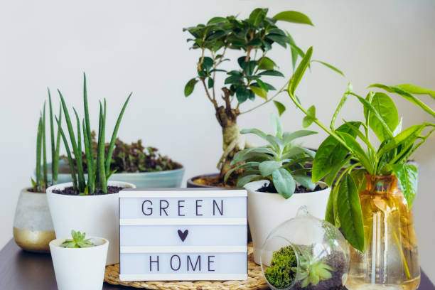 Composition of various green air plants, bonsai tree, succulents and lightbox with Green home words on the black table with white walls background. Modern home garden interior. Home gardening concept. Composition of various green air plants, bonsai tree, succulents and lightbox with Green home words on the black table with white walls background. Modern home garden interior. Home gardening concept green home decor stock pictures, royalty-free photos & images
