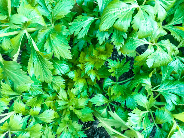 istock Mix of leaf lettuces growing on garden bed. 1221477970
