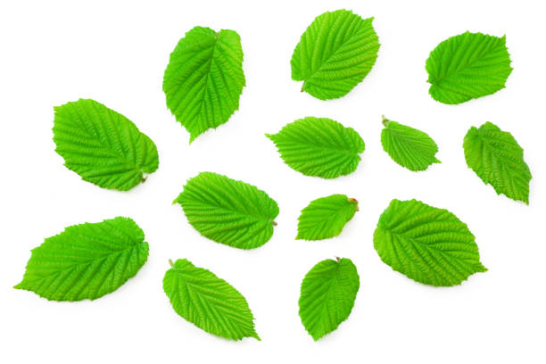 istock hazelnut leaves isolated on a white background. top view 1221478027