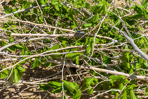 Trimmed tree branches in a pile with green leaves