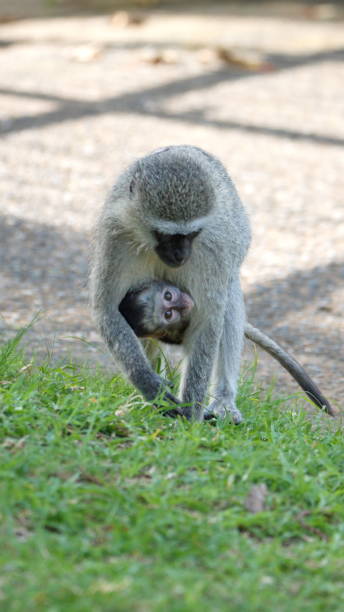 istock Vervet monkey mother and baby 1221478413