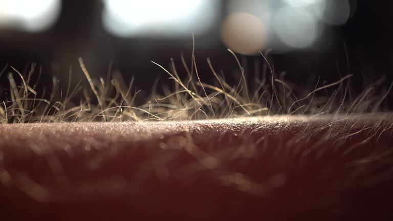 Getting Goose Bumps, Macro, Sunset Time