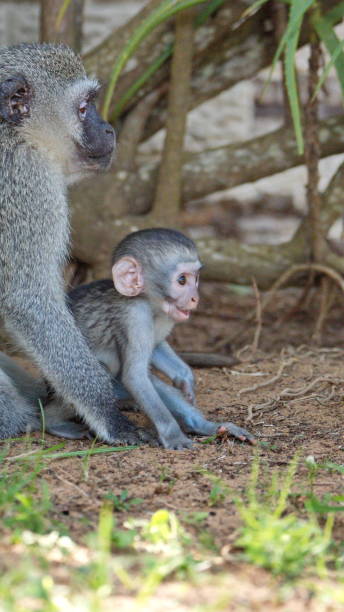 istock Vervet monkey mother and baby 1221478806